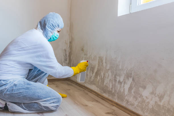 Licensed Mold Removal service in Marshall, VA - WQB Mold Removal